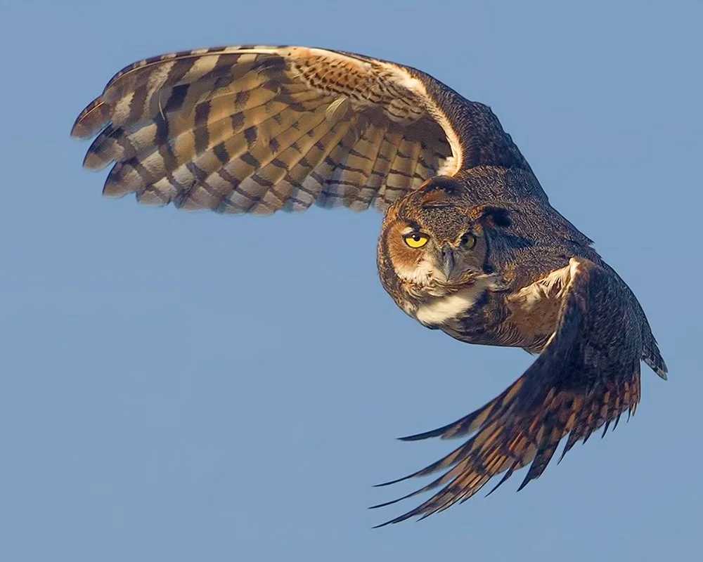 Autumn Acoustics and Great Horned Owls — Northern Virginia Bird
